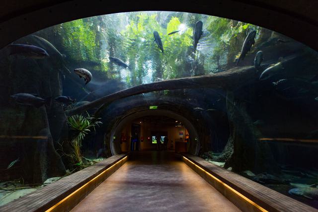 View through an underwater tunnel in the aquarium at the the California Academy of Sciences, San Francisco.