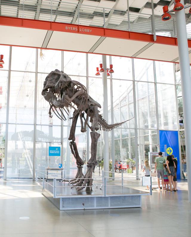 Display of a dinosaur fossil in the California Academy of Sciences, San Francisco.
